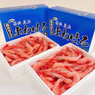 越前甘えび【小サイズ・卵なし】1kg