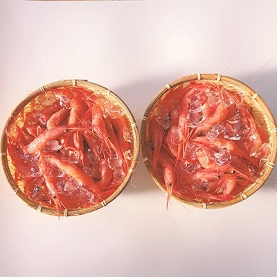 越前甘えび【小サイズ・卵なし】1kg