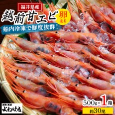 【2023年5月下旬発送】大好評!越前甘エビ500g【卵あり・大サイズ】　500g/1箱