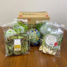 2023年5月発送開始『定期便』【福井県産】シャキうま!NOUMANN人気野菜セット9点 全2回