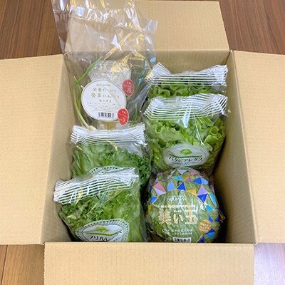 2023年9月発送開始『定期便』【福井県産】シャキうま!NOUMANN人気野菜セット9点 全7回