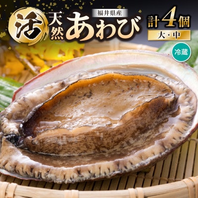 天然活アワビ大中オスメスセット