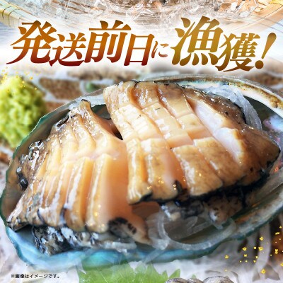 天然活アワビ大中オスメスセット