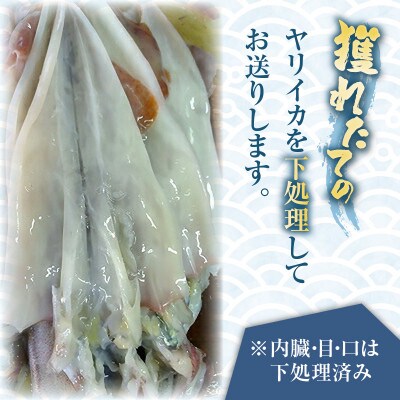 獲れたて剣先イカ(ヤリイカ)の開き約700g