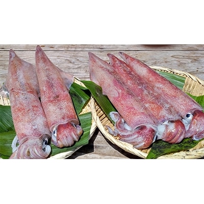 新鮮、朝獲れたての大き目サイズの真イカ(剣先イカ)丸ごと墨付き(美味しいたまり醤油としおり付き)