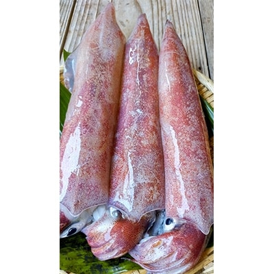 新鮮、朝獲れたての大き目サイズの真イカ(剣先イカ)丸ごと墨付き(美味しいたまり醤油としおり付き)