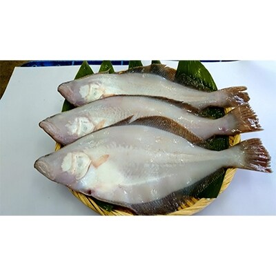 あっさりで淡泊な味わい!旬の若狭の甘(水)カレイ大きめ4～5枚入約1.7kg以上