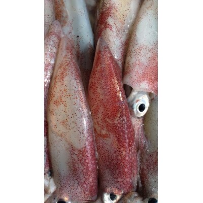 旬前、新鮮!獲れたて真イカ(剣先)小、たまり醤油付き