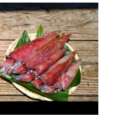地物真イカ(剣先イカ)丸ごと1kg　訳あり　たまり醤油としおり付