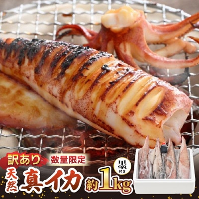 【訳あり】新鮮・朝獲れ! 墨付き 天然 真イカ(剣先イカ)丸ごと 約1,000g たまり醤油付き