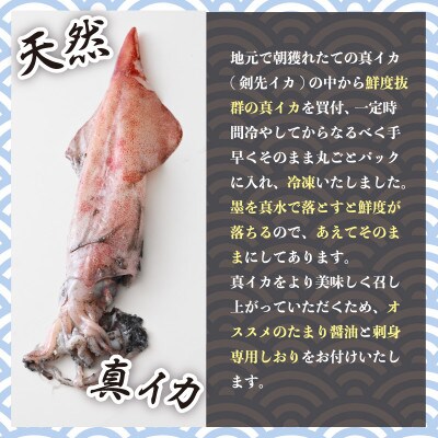 【訳あり】新鮮・朝獲れ! 墨付き 天然 真イカ(剣先イカ)丸ごと 約1,000g たまり醤油付き