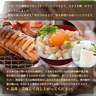 【訳あり】新鮮・朝獲れ! 墨付き 天然 真イカ(剣先イカ)丸ごと 約1,000g たまり醤油付き