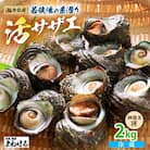 【金曜日発送】福井・若狭湾の素潜り活サザエ　2kg