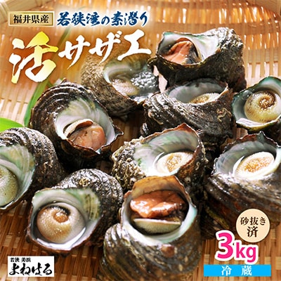 【金曜日発送】福井・若狭湾の素潜り活サザエ　3kg