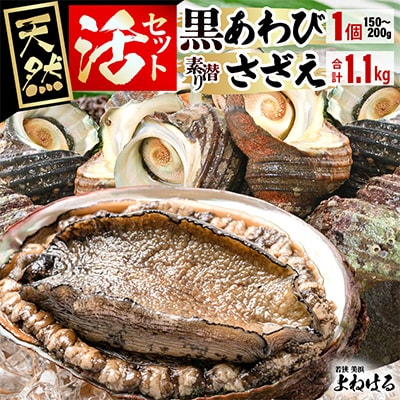 【金曜日発送】福井・若狭湾　天然活黒アワビ(中サイズ)活サザエ1.1kg