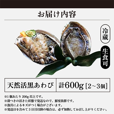【金曜日発送】若狭湾の天然活黒アワビ 600g【大サイズ】