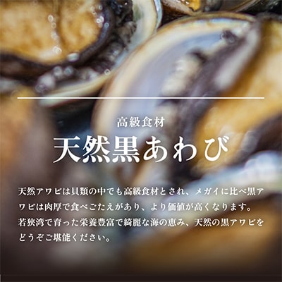 【金曜日発送】若狭湾の天然活黒アワビ 1.5kg【1個300g以上】