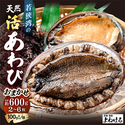 【金曜日発送】《おまかせ》若狭湾の天然活アワビ600g