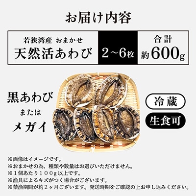 【金曜日発送】《おまかせ》若狭湾の天然活アワビ600g
