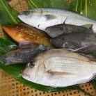 簡単で便利!手軽で新鮮な若狭秋～冬の鮮魚セット　計1.3kg　毎週木・金・土発送