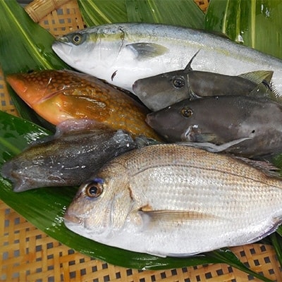 簡単で便利!手軽で新鮮な若狭秋～冬の鮮魚セット　計1.3kg　毎週木・金・土発送