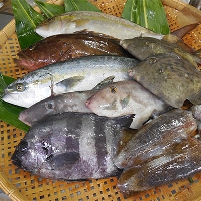 簡単で便利!手軽で新鮮な若狭秋冬旬の鮮魚セット計3kg入　毎週木・金・土発送