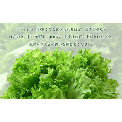 低カリウムレタス 美野菜 「JOIA」 10袋 クリーンルーム栽培　鮮度長持ち