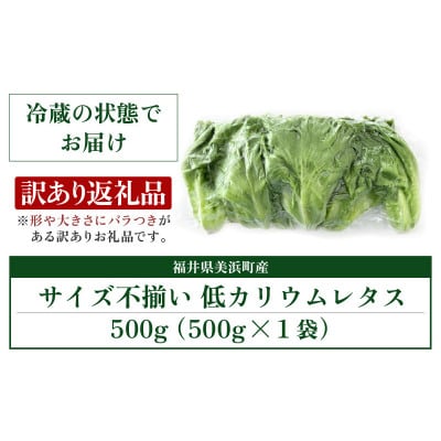 訳あり　低カリウムレタス　500g×1袋　不揃い クリーンルーム栽培   栽培期間中農薬不使用