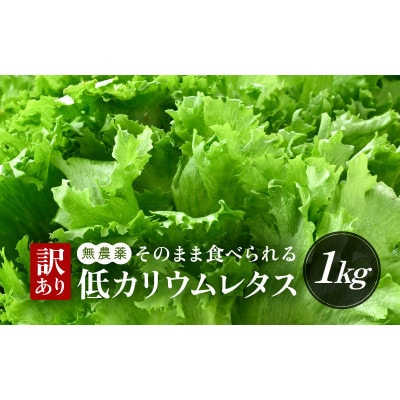 訳あり　低カリウムレタス　1kg(500g×2袋)不揃い クリーンルーム栽培  栽培期間中農薬不使用