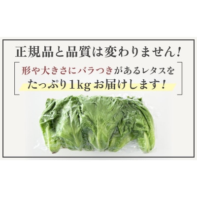 訳あり　低カリウムレタス　1kg(500g×2袋)不揃い クリーンルーム栽培  栽培期間中農薬不使用