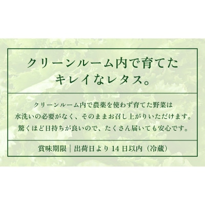 訳あり　低カリウムレタス　1kg(500g×2袋)不揃い クリーンルーム栽培  栽培期間中農薬不使用
