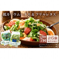 【毎月定期便】低カリウムレタス&フリルレタス6個セット全7回