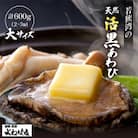 若狭湾の天然活黒アワビ 600g【大サイズ】