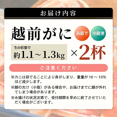 【2026年1月より順次発送】越前がに　大大サイズ2杯　獲れたて★茹でたてをその日に発送致します!
