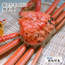 【11月上旬頃より順次お届け】越前がに(大大サイズ)約1.1～1.3kg×1杯