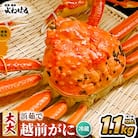 【2025年11月より順次発送】越前がに　大大サイズ1杯　獲れたて★茹でたてをその日に発送致します