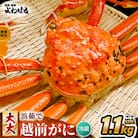 【2026年3月より順次発送】越前がに(大大サイズ)約1.1～1.3kg×1杯