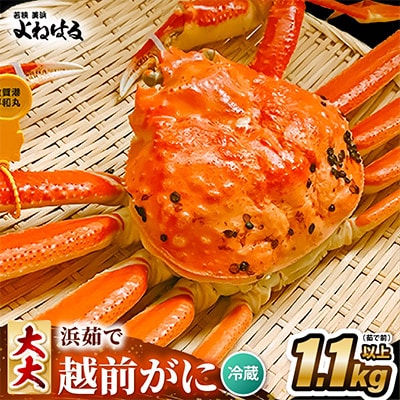 【2026年3月より順次発送】越前がに(大大サイズ)約1.1～1.3kg×1杯