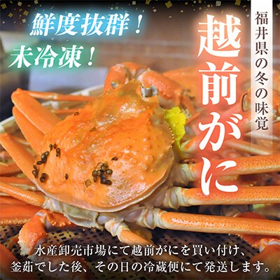【2026年3月より順次発送】越前がに(大大サイズ)約1.1～1.3kg×1杯