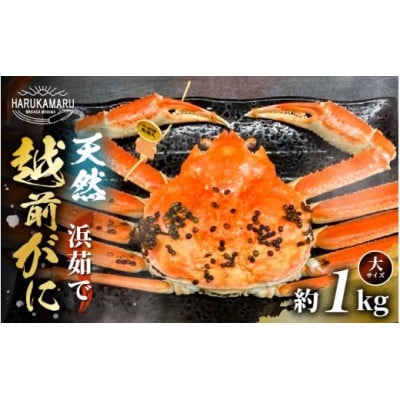 【2026年11月発送】地物!はるか丸が厳選した越前がに【大1kgサイズ】1杯!カニスプーン付き