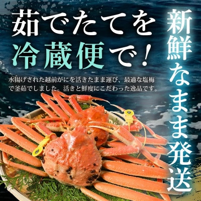 【2026年11月発送】地物!はるか丸が厳選した越前がに【大1kgサイズ】1杯!カニスプーン付き