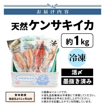 【活きたイカをご提供している漁師が活〆!鮮度格別】急速冷凍したお刺身で食べるケンサキイカ約1kg