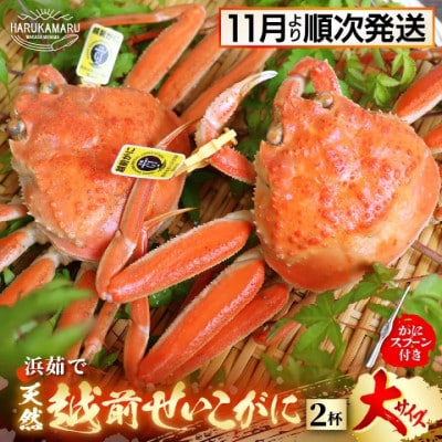 はるか丸が厳選【越前タグ付きセイコガ二大200g以上×2杯】とれたて!茹でたて!カニスプーン付き