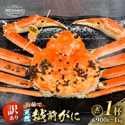 (2025年12月発送)はるか丸が厳選訳あり【越前がに大サイズ1杯】とれたて冷蔵でお届け
