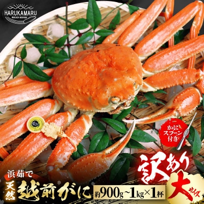 (2026年12月発送)はるか丸が厳選!!　【訳あり越前がに大サイズ1杯】とれたて冷蔵でお届け
