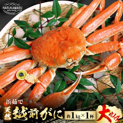 【年末発送】【12月27日〜12月31日発送】《越前がに》大サイズ 約1kg