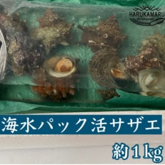 活きたまま海水パック《活サザエ》約1kg