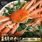 【年末発送】はるか丸が厳選した越前がに【中サイズ800g～900g×1杯】