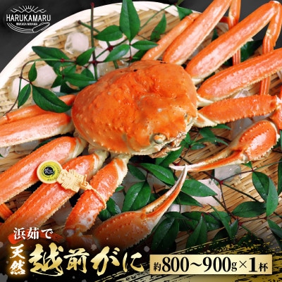 【年末発送】はるか丸が厳選した越前がに【中サイズ800g～900g×1杯】