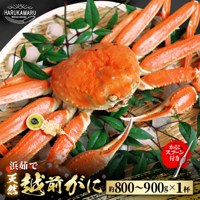 【年末発送】はるか丸が厳選した越前がに【中サイズ800g～900g×1杯】